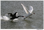 Black-Swan-2