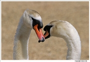 Mute-Swan-courting-2