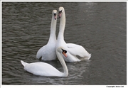 Mute-Swan-courting-3