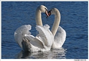 Mute-Swan-courting-4