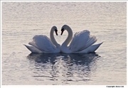 Mute-Swan-courting-5