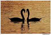 Mute-Swan-courting-6