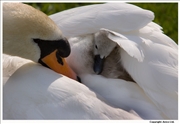 Mute-Swan-cygnet-7