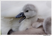 Mute-Swan-cygnet-9