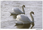 Mute-Swan-displaying-1