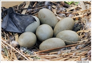 Mute-Swan-eggs-2