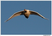 Mute-Swan-flight-10