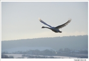 Mute-Swan-flight-11