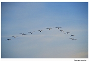 Mute-Swan-flight-12