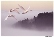 Mute-Swan-flight-13