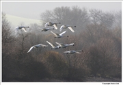 Mute-Swan-flight-14