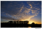 Mute-Swan-flight-2