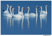 Mute-Swan-juvenile-group-1