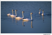 Mute-Swan-juvenile-group-2