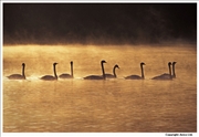 Mute-Swan-juvenile-group-3