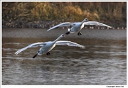 Mute-Swan-landing-2