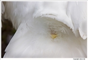 Mute-Swan-preening-1