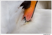 Mute-Swan-preening-2