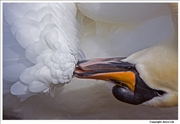 Mute-Swan-preening-4