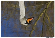 Mute-Swan-reflection-1