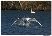 Mute-Swan-take-off-1