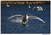 Mute-Swan-take-off-2