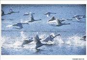 Mute-Swan-take-off-3