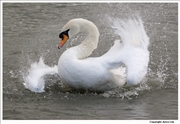 Mute-Swan-washing-2