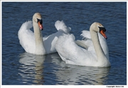 Mute-swan-displaying-3