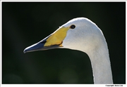 Whooper-Swan-1