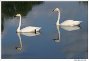 Whooper-Swan-2