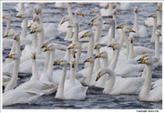 Whooper-Swan-4