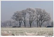 Cuddington-frosted-trees-