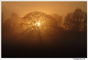 Easington-tree-in-mist