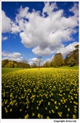 High-Wycombe-Daffodils