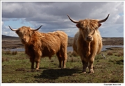 N-Uist-Highland-Cattle-