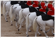 Horse-Guards-5