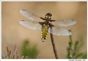 Broad-bodied-Chaser-dragonfly-female