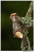Buff-tip-Moth