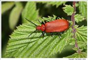 Cardinal-Beetle-Pyrochroa-coccinea