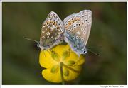 Common-Blues-mating-1