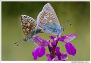 Common-Blues-mating-2