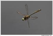 Downy-Emerald-Dragonfly