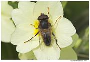Drone-fly-on-Primrose