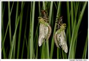 Emperor-Dragonflies-emerged