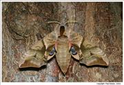 Eyed-hawk-moth