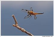 Four-Spot-Chaser-Dragonfly-landing