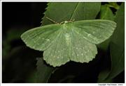 Large-Emerald-Moth