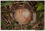 Roman-Snail-digging-nest