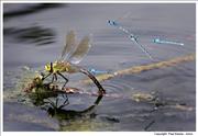 Southern-Hawker-Dragonfly-laying-eggs